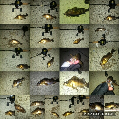 春の訪れメバルポンポン